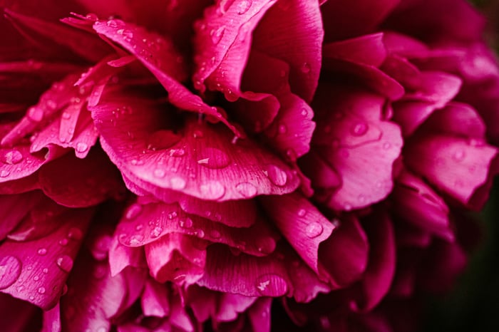 Pink Peony Stems image