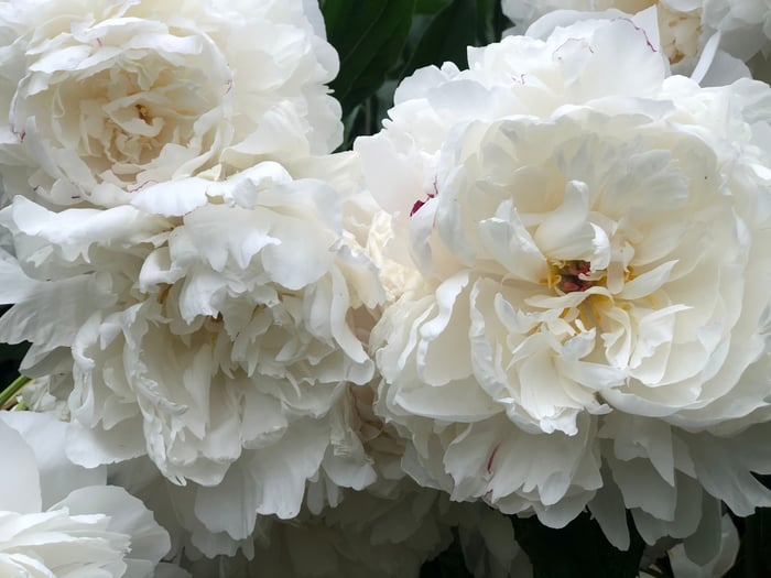 White Peony Stems image