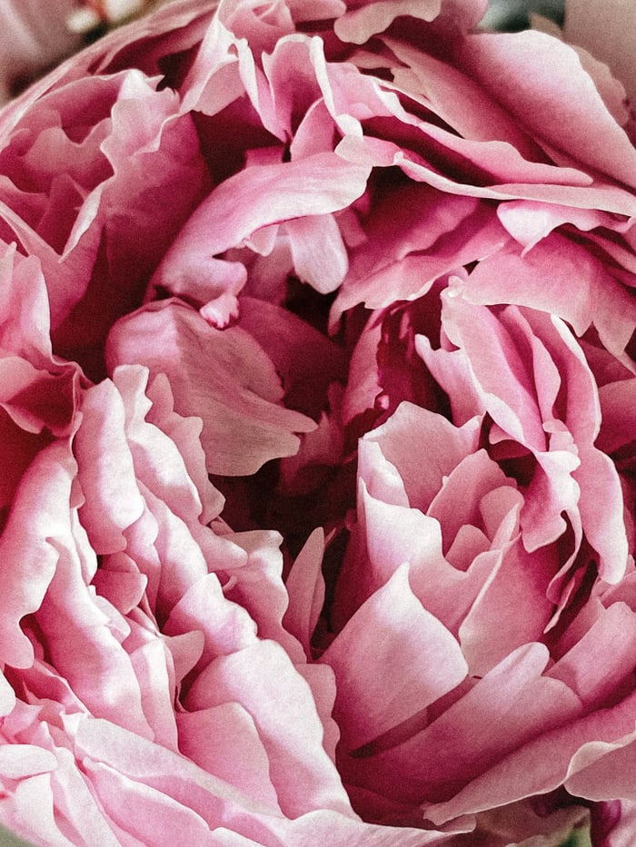 Light Pink Peony Stems image